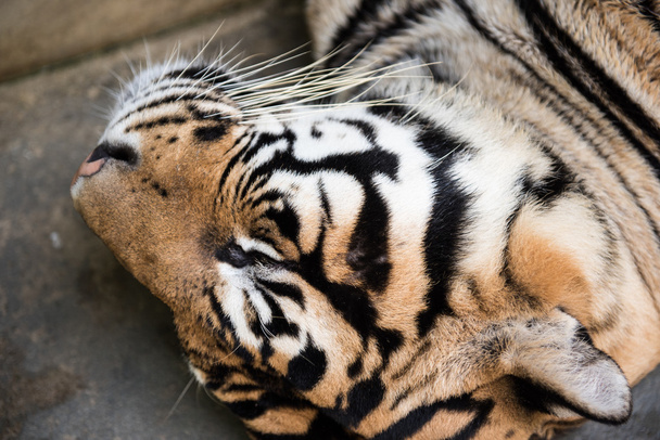 Tigre em sono profundo
 - Foto, Imagem
