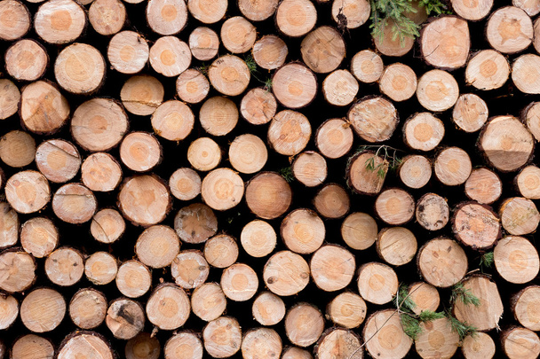 Pile of wood logs ready for winter - Foto, imagen