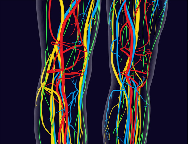 Lääketieteellisesti tarkka vektori kuva polvet ja jalat, sisältää hermoston, suonet, valtimot, sydän, jne
. - Vektori, kuva