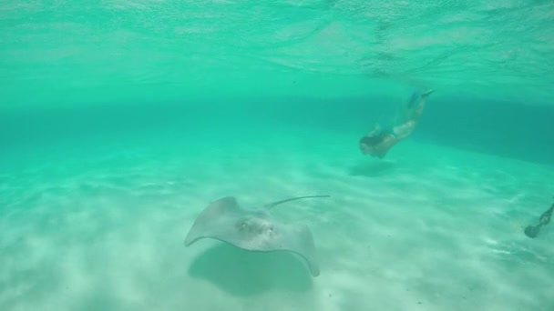 MOCIÓN LENTA: Mujer joven haciendo snorkel bajo el agua con rayos amistosos de rayas grises
 - Metraje, vídeo