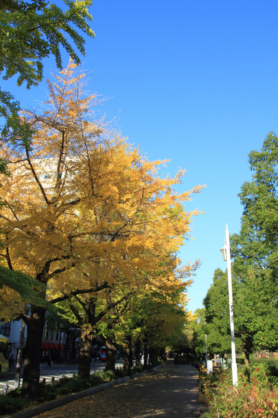 Folhas de outono ao longo da avenida Yamashita Park em Yokohama, Japão
 - Foto, Imagem