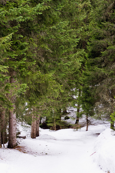 paisaje invernal, Alta Saboya, Francia
 - Foto, imagen