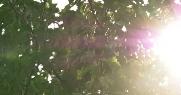feuilles sur l'arbre 4k
 - Séquence, vidéo