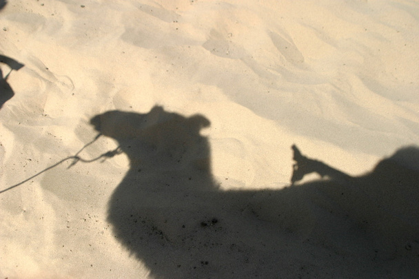 Camello en Mingsha Shan (Echo Sand Mountain) en Dunhuang, China
 - Foto, Imagen