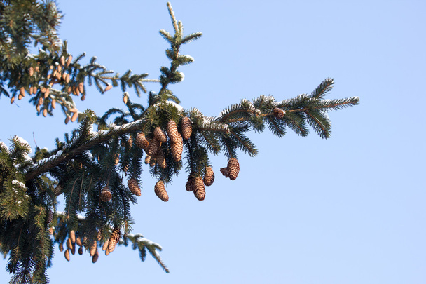 branches d'épinette avec des cônes sur fond bleu ciel
 - Photo, image