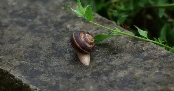 Lite snail in grass 4k
 - Кадры, видео