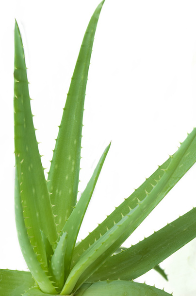vihreä aloe vera kasvi valkoisella pohjalla - Valokuva, kuva