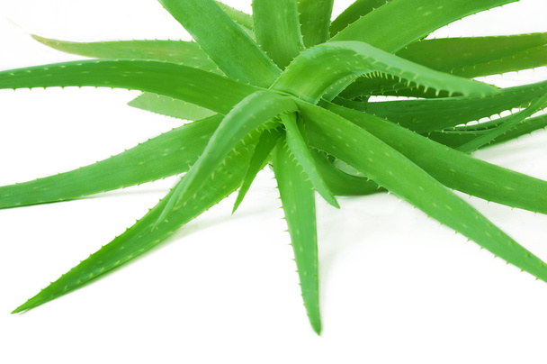 vihreä aloe vera kasvi valkoisella pohjalla - Valokuva, kuva