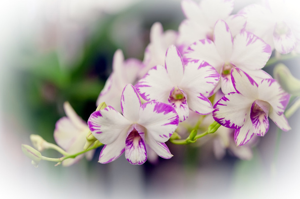 Красивые цветы орхидеи
 - Фото, изображение