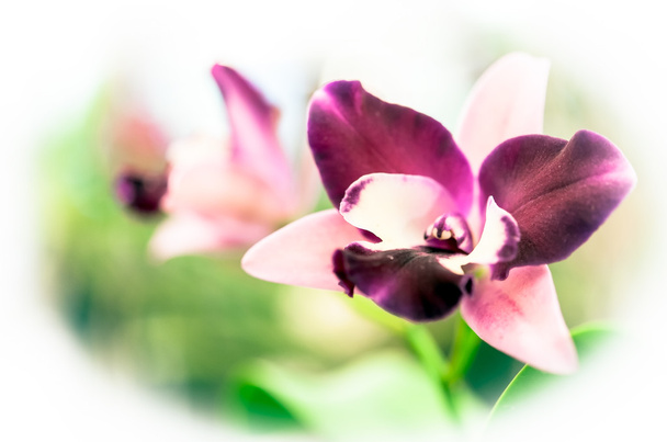 gyönyörű Orchideák - Fotó, kép