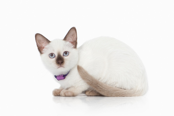 Kitten. Thai cat on white background - Zdjęcie, obraz