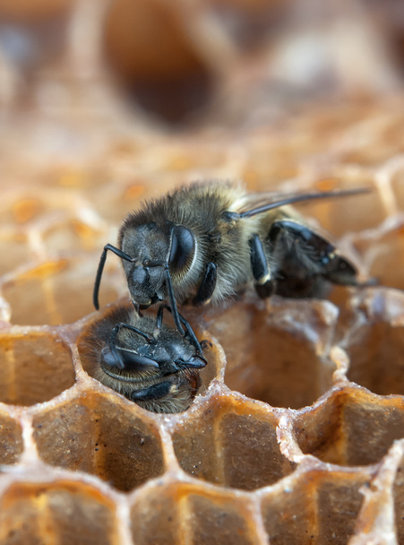 una abeja miradas
 - Foto, imagen