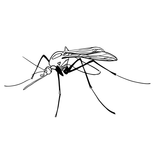 Ручной рисунок иконки вектора насекомых
 - Вектор,изображение