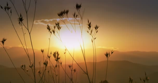 Atardecer cálido puesta de sol y hierba 4k
 - Metraje, vídeo