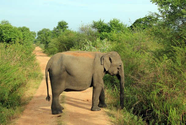 Elephant Blocking the Road - Foto, Imagen