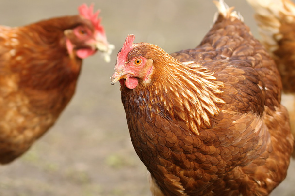 portrait of a brown hen at the farm - Foto, imagen