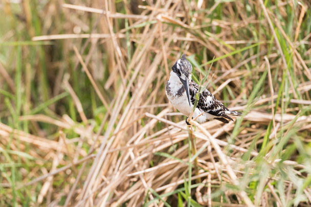 Pied Kingfisher on reed - Photo, Image