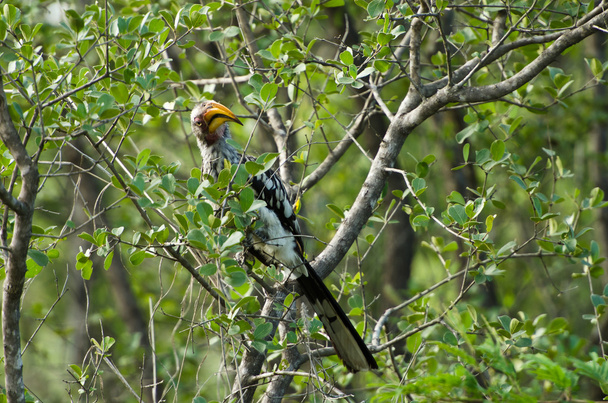 Gelbschnabelhornvogel im Baum - Foto, Bild