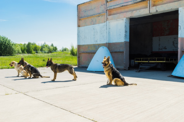 Dog Service Aeropuerto Internacional de Boryspil
. - Foto, Imagen