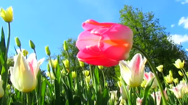Розовый тюльпан цветок и ветер
 - Кадры, видео