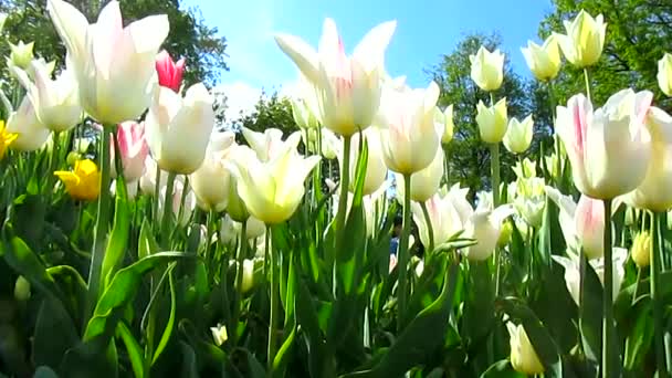 Bloemen van de tulpen. Prachtige tuin. - Video