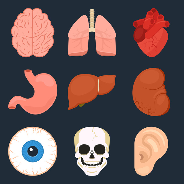 Conjunto de ícones planos dos órgãos humanos
 - Vetor, Imagem