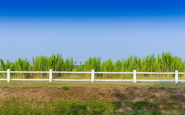 Белый забор на ферме
 - Фото, изображение