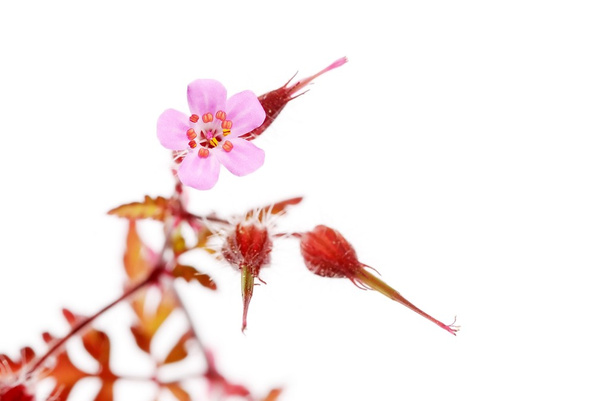 Preciosa flora de primavera
 - Foto, imagen