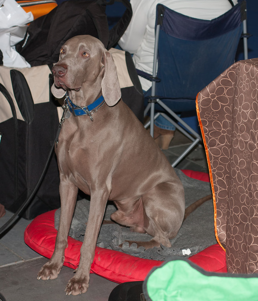 Собака, що сидить на підлозі, фото в приміщенні
 - Фото, зображення