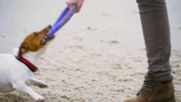 若い男が彼の犬とビーチで遊んでクローズ アップ スローモーション - 映像、動画