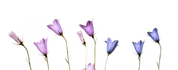 Lovely spring flora - Zdjęcie, obraz