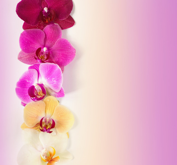 Pattern with orchids flowers - Photo, Image