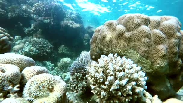 サンゴ、海の生命. - 映像、動画