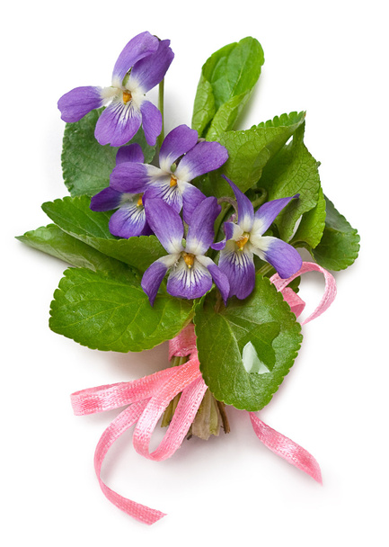 Bouquet of wild violets - Photo, Image