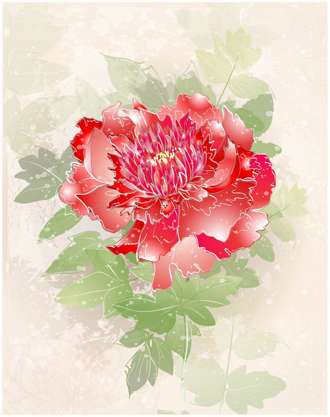 Greeting card with peony. Illustration peony. - Vector, Imagen
