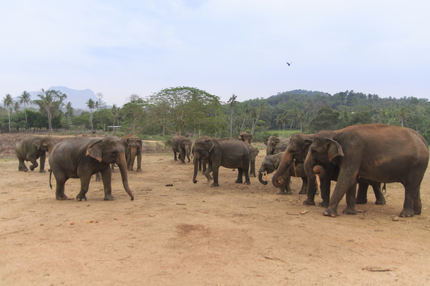 Muchos elefantes.
  - Foto, Imagen