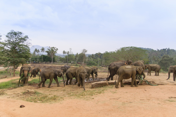 Orfanato de elefantes Pinnawala
 - Foto, Imagen