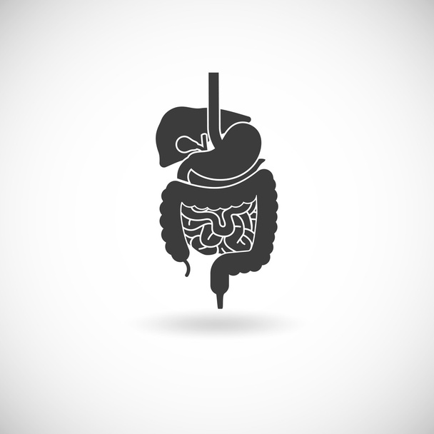 Digestive System Illustration - Vector, Image