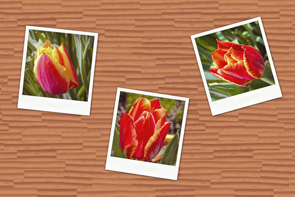 foto's met tulpen - Foto, afbeelding