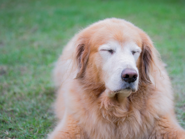 Golden retriever σκύλου συνεδρίαση για το γρασίδι - Φωτογραφία, εικόνα