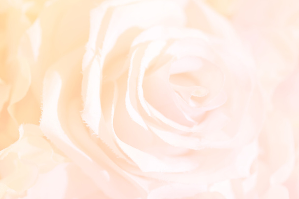 Soft focus of roses flower on sweet color - Zdjęcie, obraz