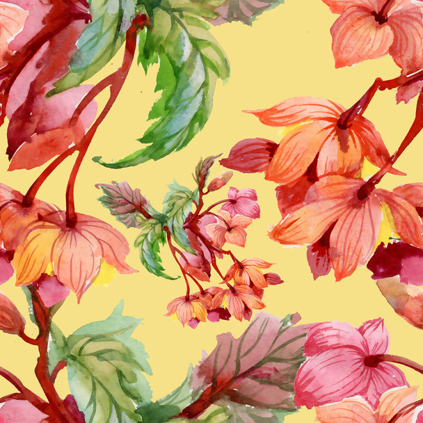 fleurs d'hibiscus en fleurs
 - Photo, image
