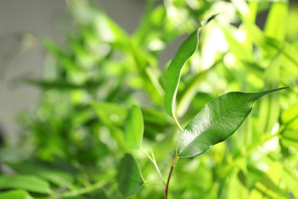 Green leaves of ficus   - Φωτογραφία, εικόνα