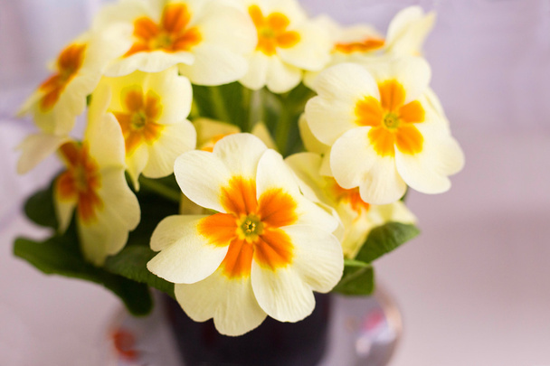 Primula gialla primaverile
 - Foto, immagini