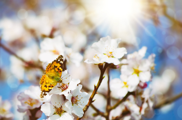 Spring Flower Blossom - Photo, Image