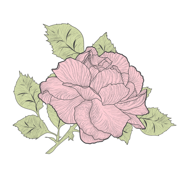 Vintage rosa Rose - Vektor, Bild