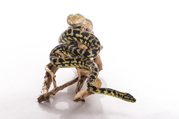 Melko viileä lisko ja söpö käärme python ystävällinen syleilee valkoisella taustalla
 - Valokuva, kuva