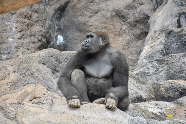 Fuerte adulto negro gorila
 - Foto, imagen