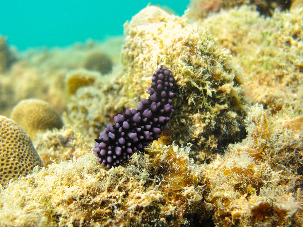 Nudibranchia viola e nera
 - Foto, immagini