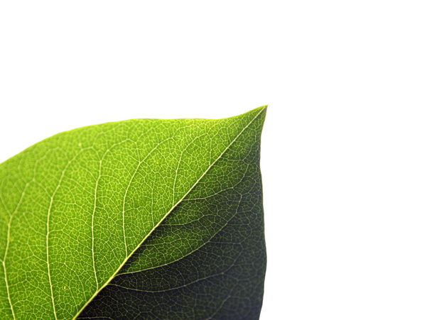 Isolated leaf - Foto, Bild